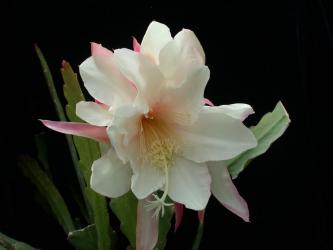 Epicactus-Hybriden Snow Leopard 