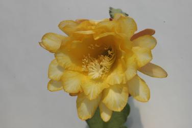 Epicactus-Hybriden Sortiment Goldene Blattkakteen 