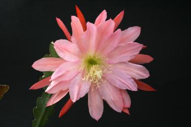 Epicactus-Hybriden Sound of Music 