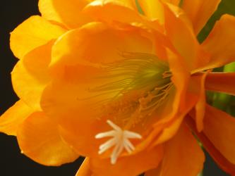 Epicactus-Hybriden Spiced Takuan ESA#14499 