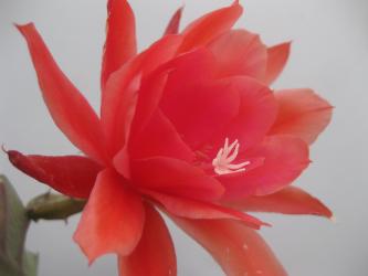 Epicactus-Hybriden Spring Love 