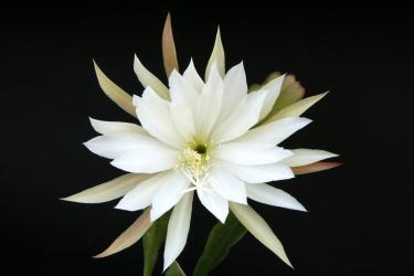 Epicactus-Hybriden Starflight 