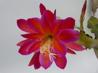 Epicactus-Hybriden Stern von England 