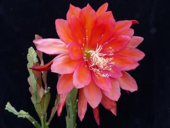 Epicactus-Hybriden Sunrise Sunset 