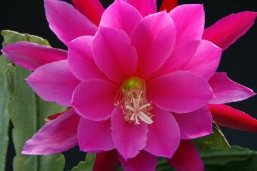 Epicactus-Hybriden Superchief 