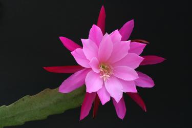 Epicactus-Hybriden Sweet Prince 