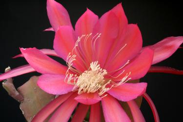 Epicactus-Hybriden Tage 