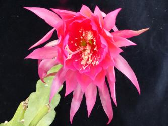 Epicactus-Hybriden Tail Feather 