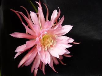 Epicactus-Hybriden Tassel 