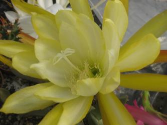 Epicactus-Hybriden Tele Ann 