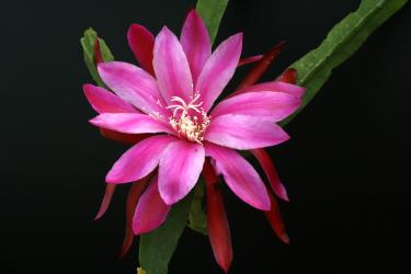 Epicactus-Hybriden Teurter 