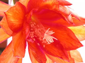 Epicactus-Hybriden Three Oranges 