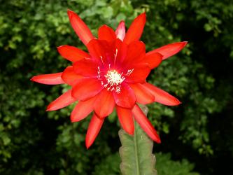 Epicactus-Hybriden Tien Shan ESA12797 