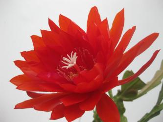 Epicactus-Hybriden Tijuana Brass 