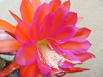 Epicactus-Hybriden Tiki Torch 