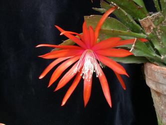 Epicactus-Hybriden Tiny Flame 