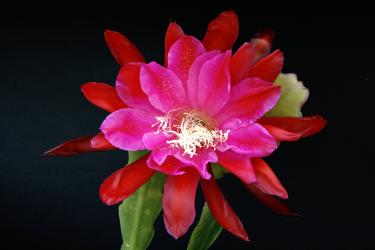 Epicactus-Hybriden Trapeze :} 