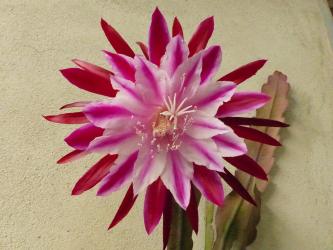 Epicactus-Hybriden Tropical Treasure 