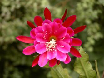 Epicactus-Hybriden Ute Montalti ESA12798 