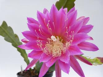 Epicactus-Hybriden Valerie 