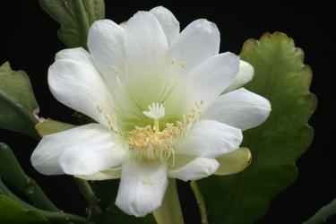 Epicactus-Hybriden Vanessa 