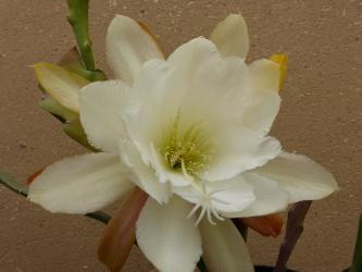 Epicactus-Hybriden Vanilla Ice 