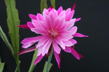 Epicactus-Hybriden Venetian Affair 