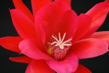 Epicactus-Hybriden Ventura Jubilee 