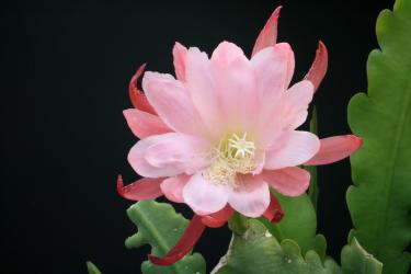 Epicactus-Hybriden Venus 