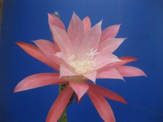 Epicactus-Hybriden Vittorio ESA14456 