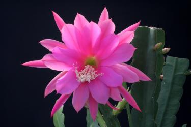 Epicactus-Hybriden Vogeli 