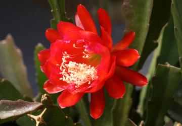 Epicactus-Hybriden Wachsenburg 