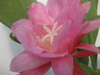 Epicactus-Hybriden Wally Paetz 