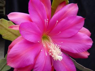 Epicactus-Hybriden Walter M. Else 