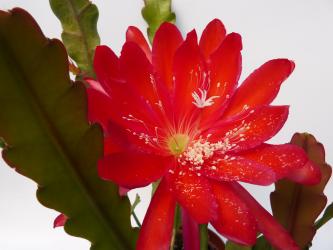 Epicactus-Hybriden Wayfarer 