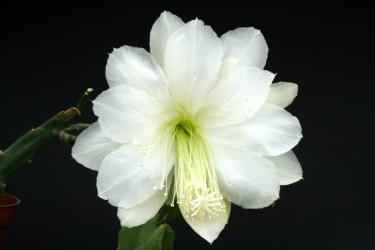 Epicactus-Hybriden White Magic 