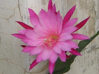 Epicactus-Hybriden Wild Plum 