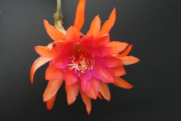 Epicactus-Hybriden Wings of Gold 