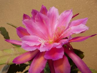 Epicactus-Hybriden Wonderful One 