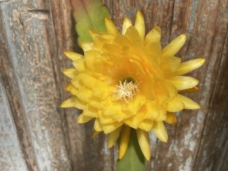 Epicactus-Hybriden Yellow Tang ESA#13534 