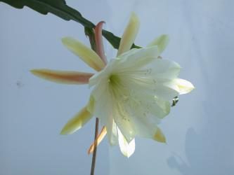 Epicactus-Hybriden Young Nun 