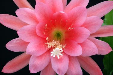 Epicactus-Hybriden Zimmerschmuck 