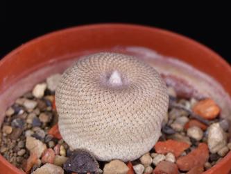 Epithelantha bokei RS522 