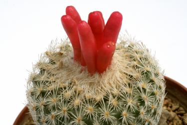 Epithelantha greggii 