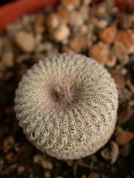 Epithelantha micromeris % El Tecojote - Cinco de Mayo 