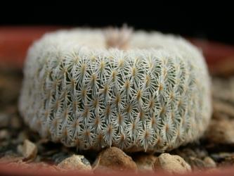 Epithelantha micromeris % El Tecojote - Cinco de Mayo 