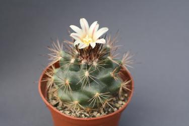 Escobaria aguirreana *4^ % 