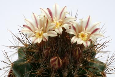 Escobaria aguirreana *4^ % 