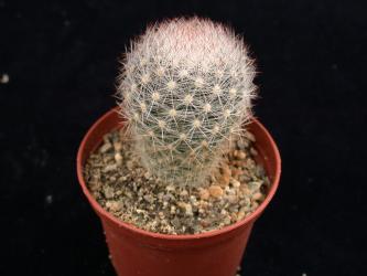 Escobaria chaffeyi *4^ SB839 