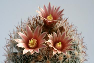 Escobaria chaffeyi *4^ Mazapil, Zac, MEX 